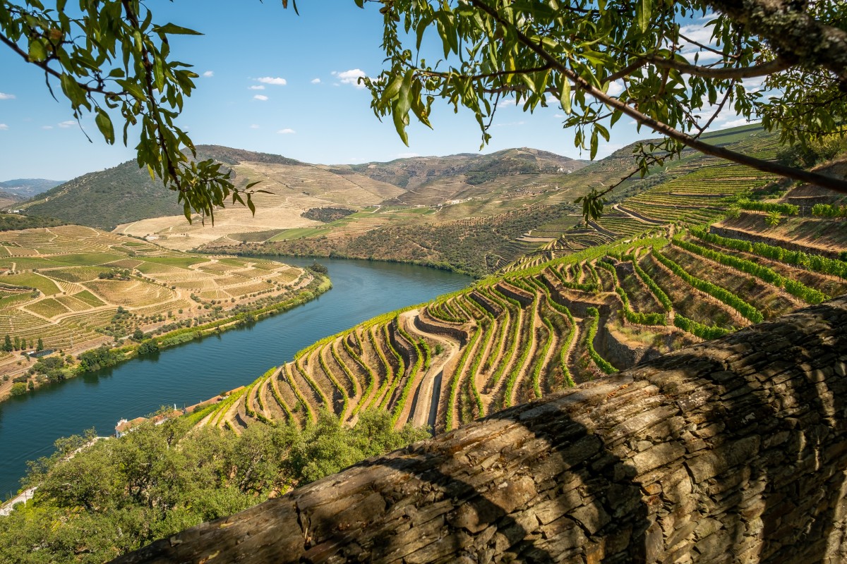Douro vinhateiro