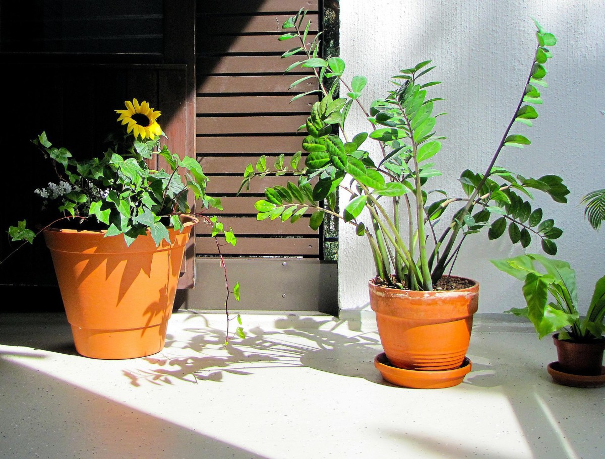 cuidados com as plantas