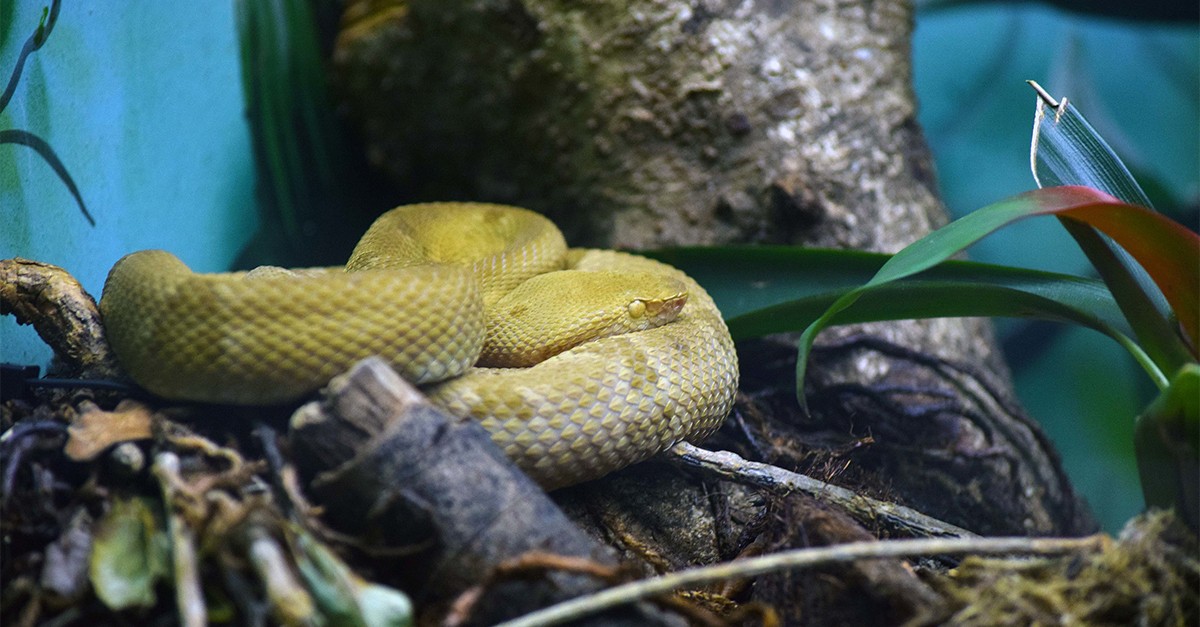 serpentes
