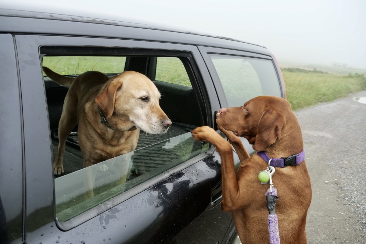 cuidados a ter com animais de estimação