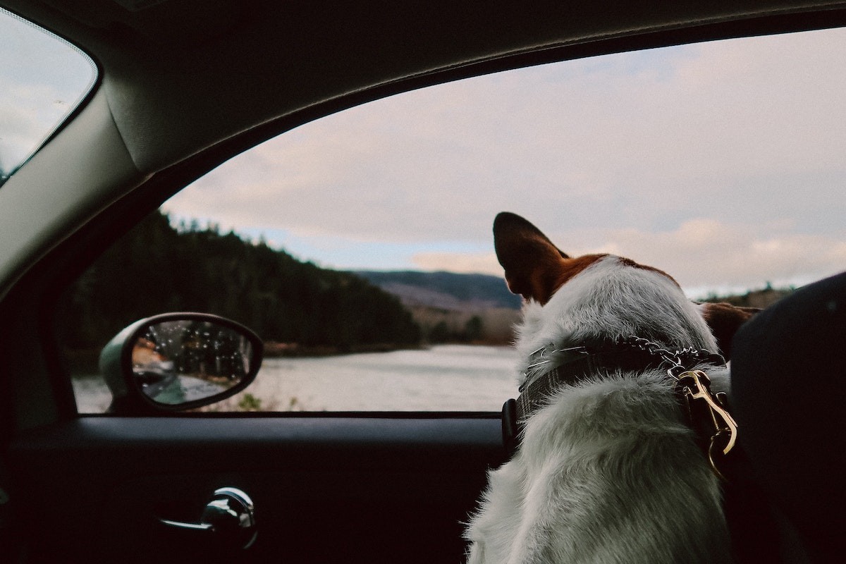 viajar com animais de estimação