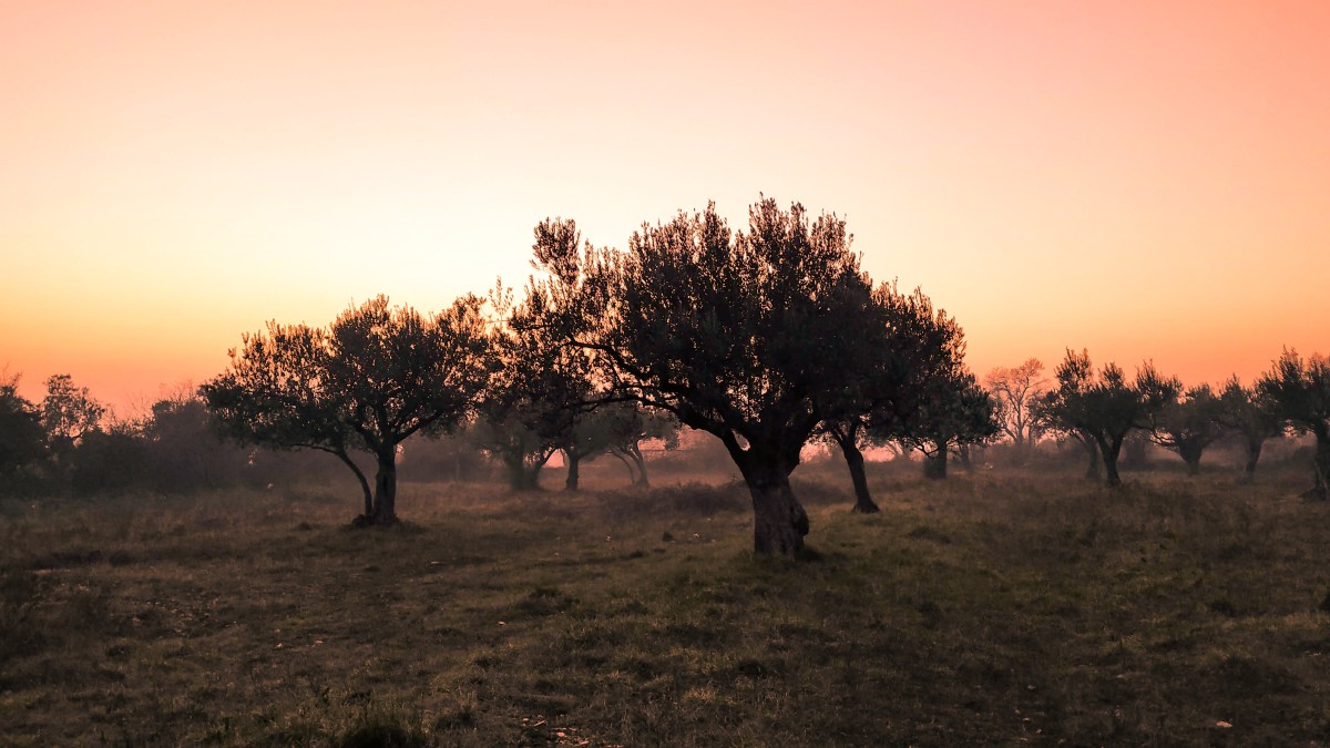 Herdade dos Machados