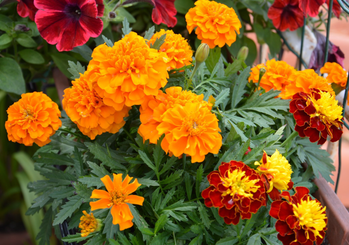 fiori_balcone_estivi_che_non_sporcano