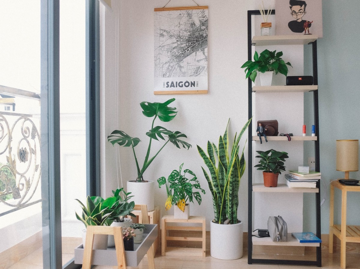 plantas de casa
