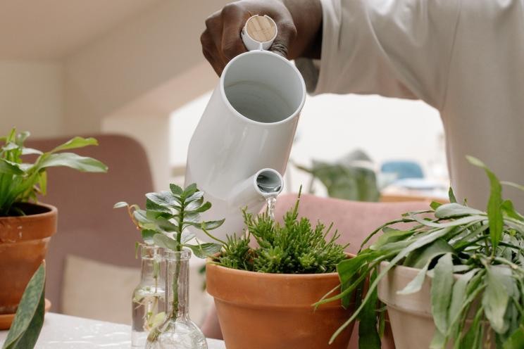 Plants