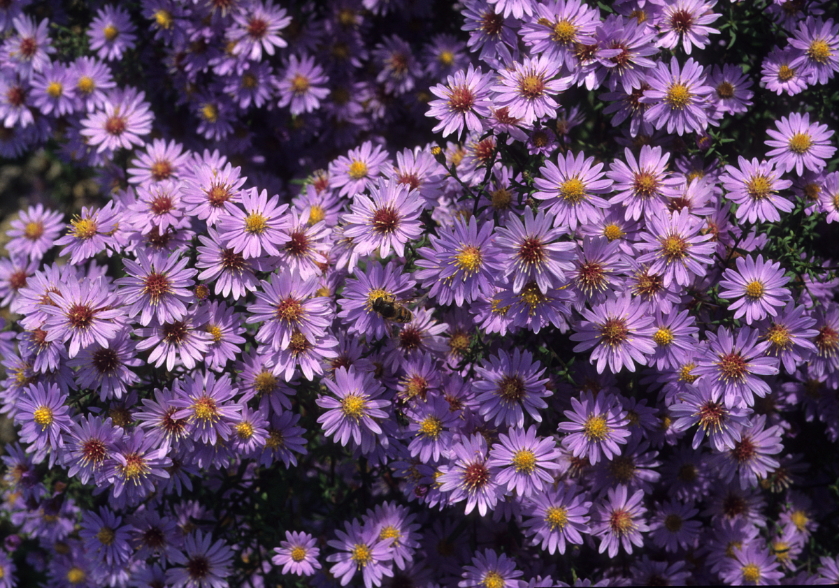 aster
