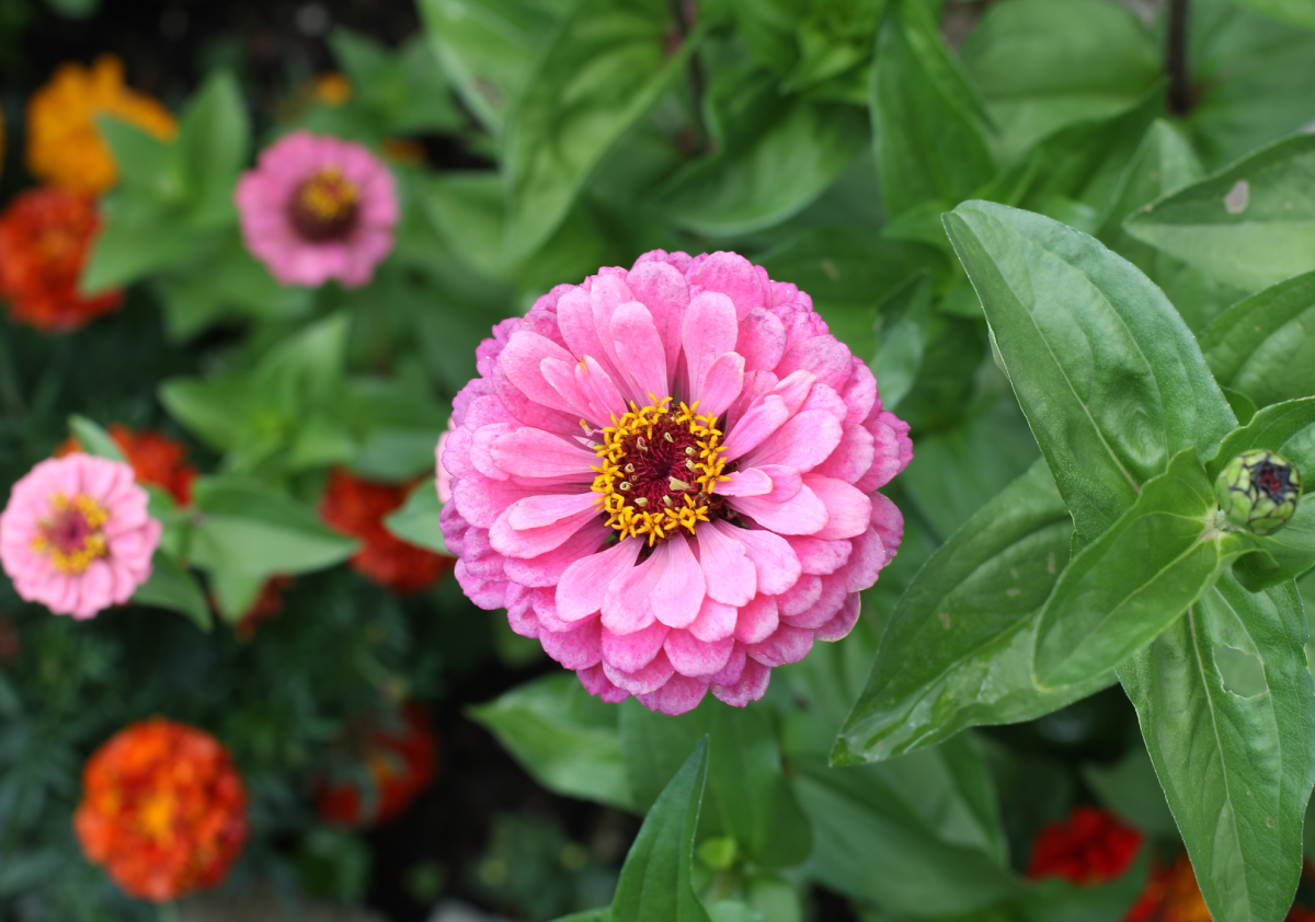 Zinnia