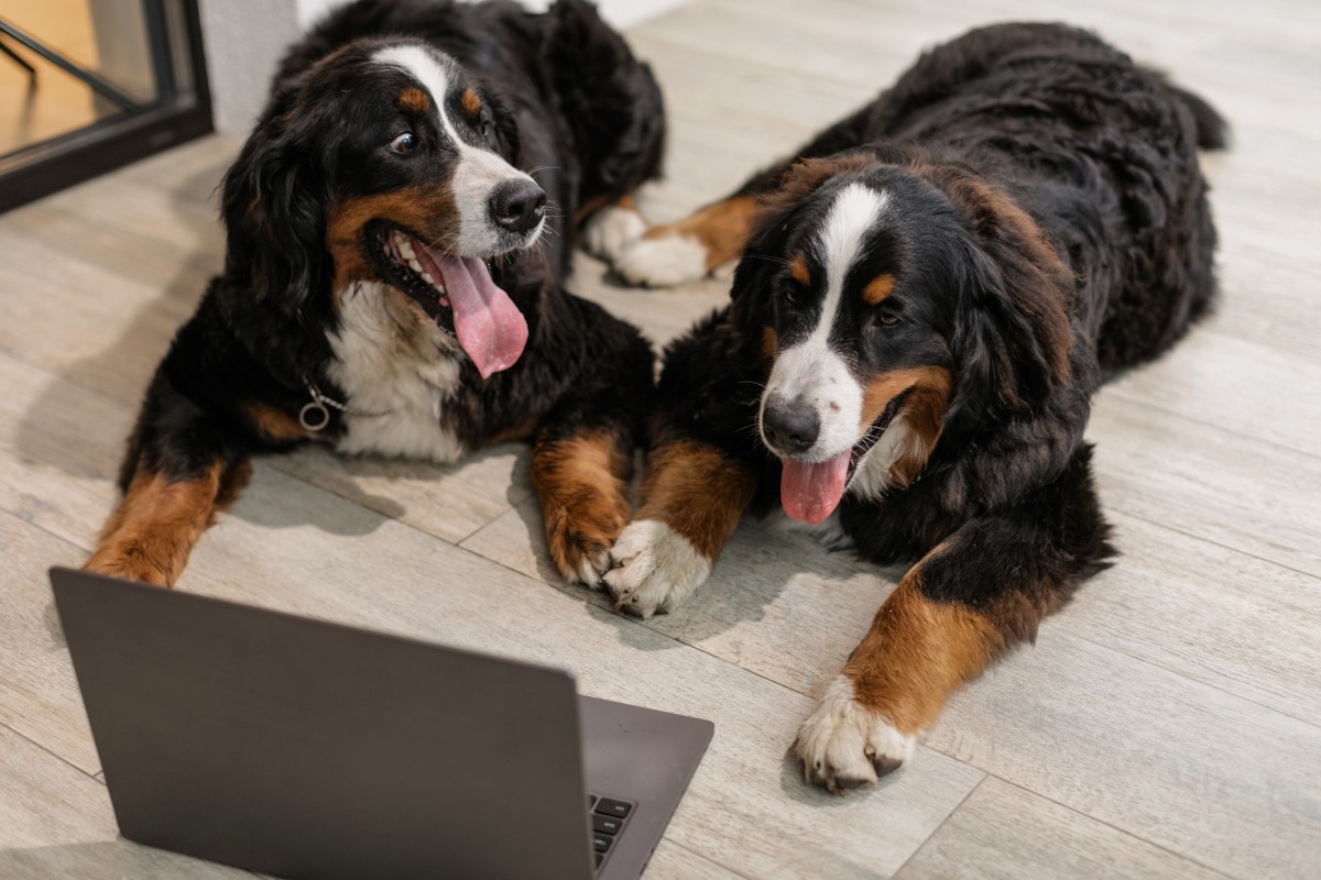 Regras para ter cães e gatos em casa