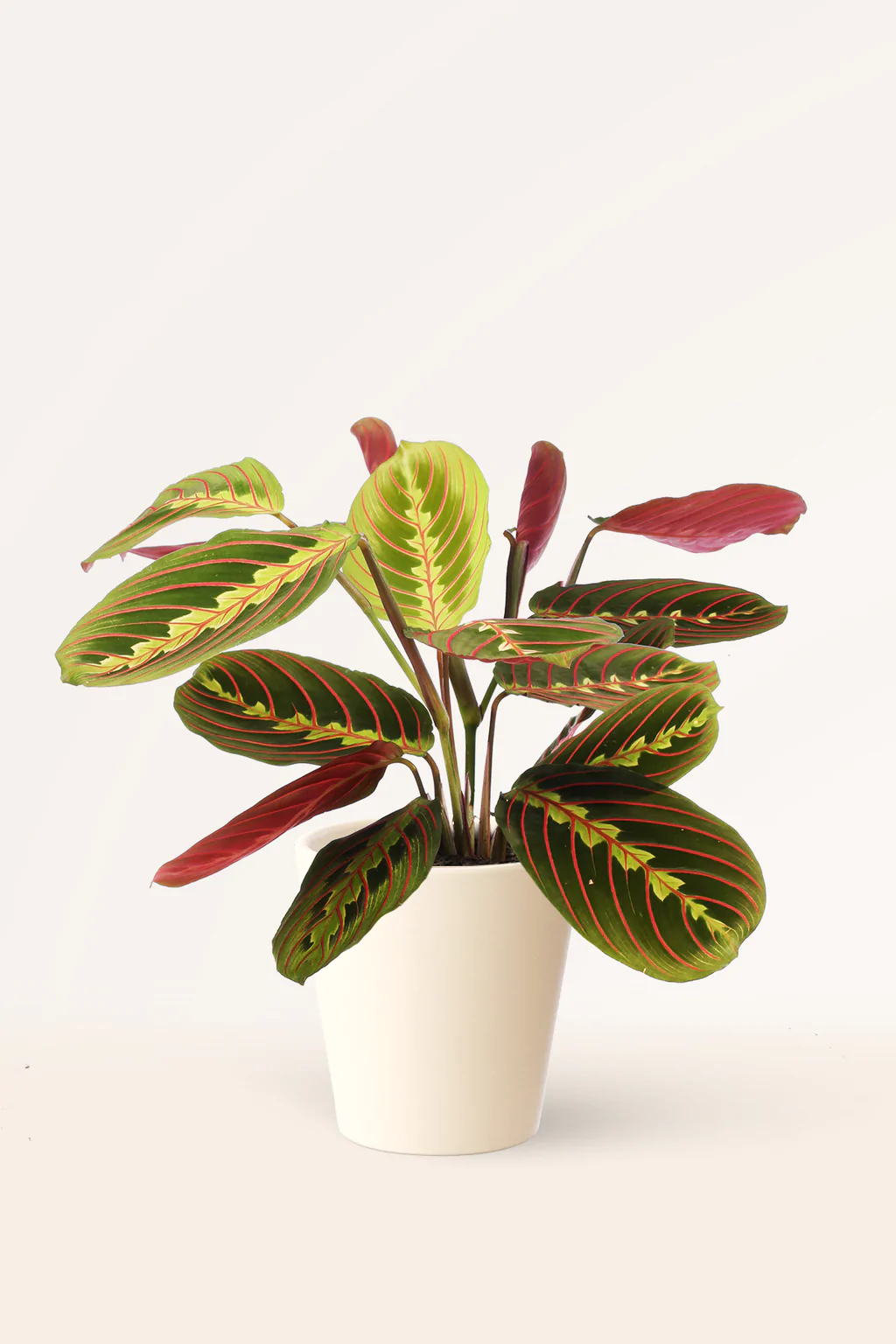 maranta leuconeura