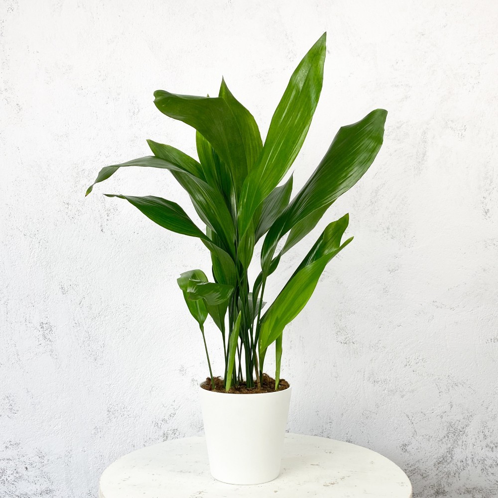 aspidistra