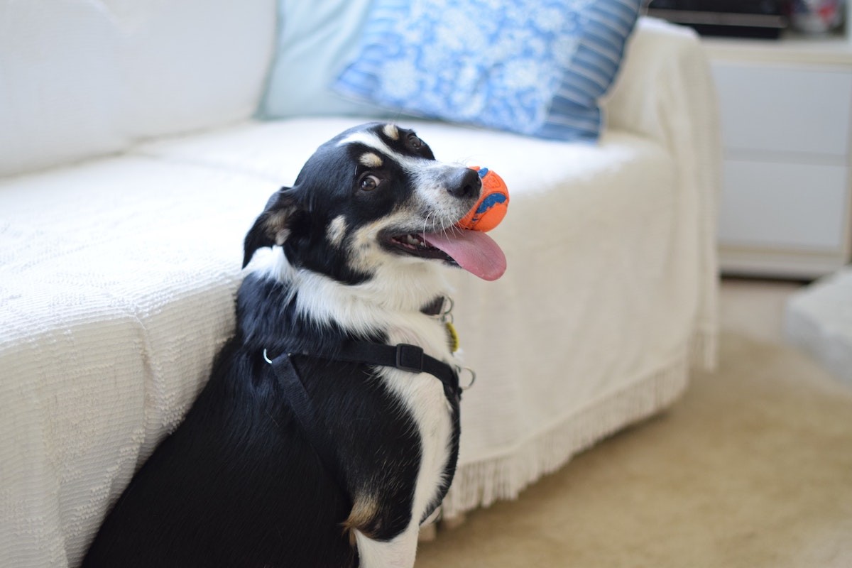 cão com bola na boca