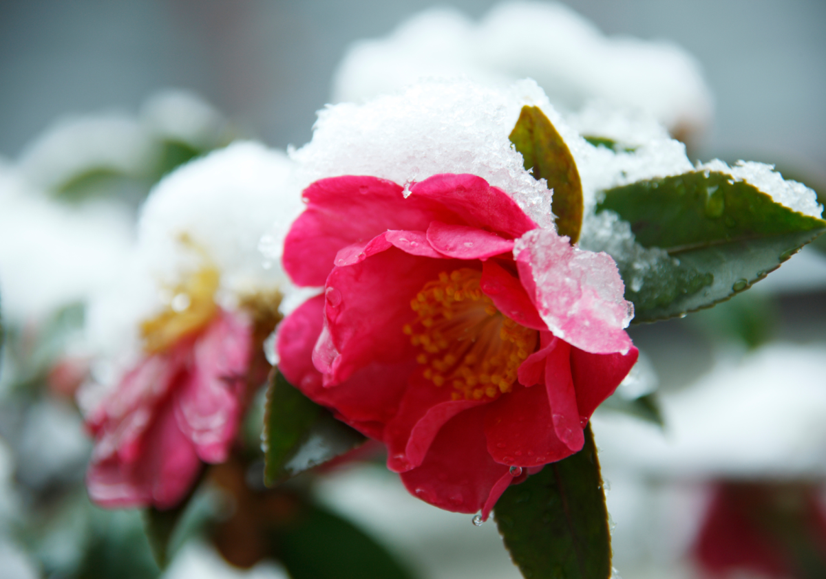 plantas para o frio