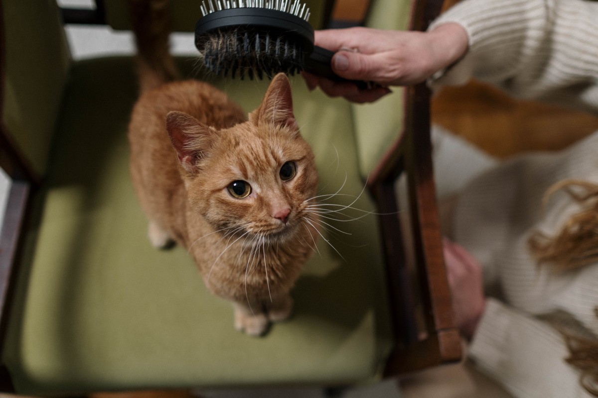 Cuidados com os nossos animais que ajudam a ter a casa limpa