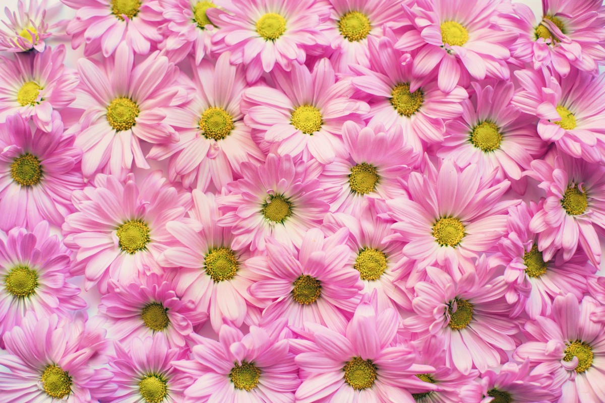 flores frescas