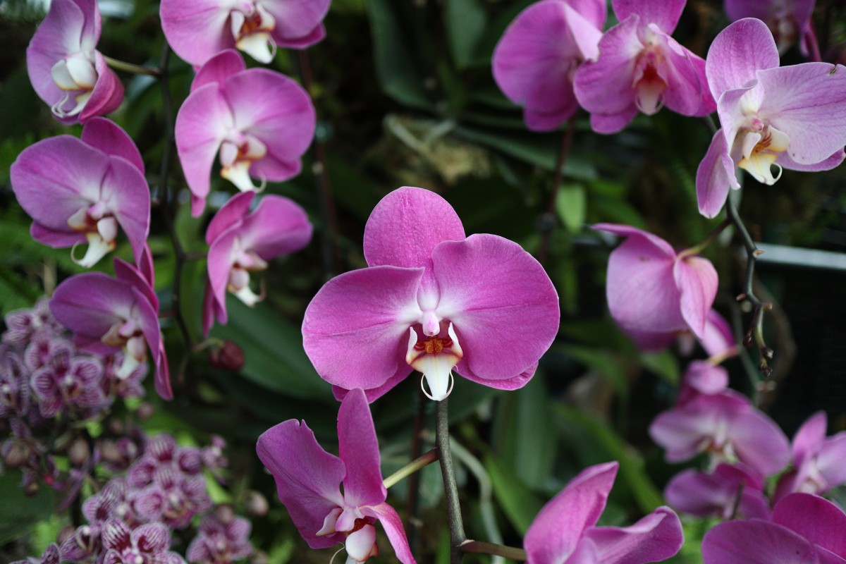 orquídea