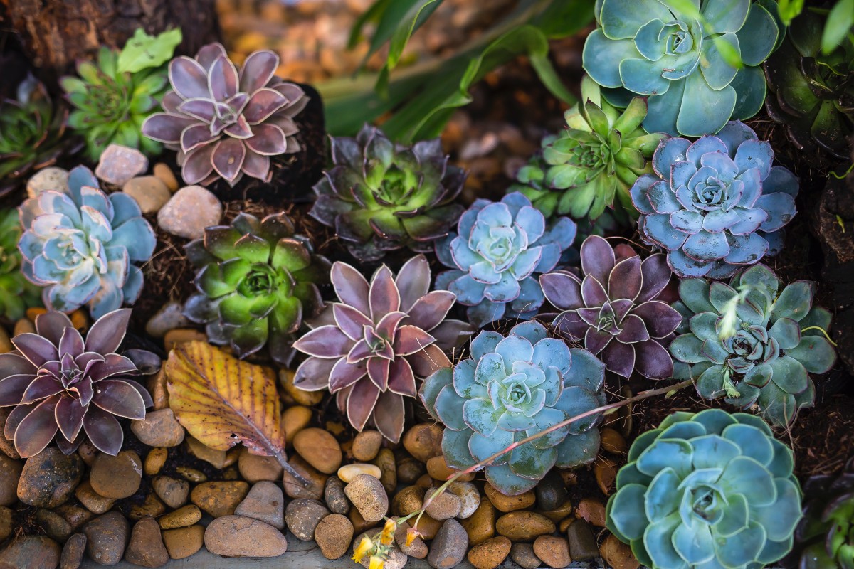 plantas pequenas