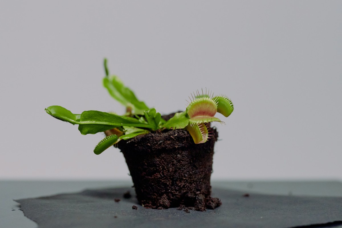 planta carnívora