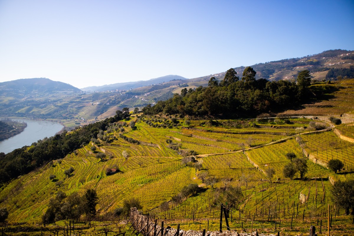 Vingårde i Douro Dalen