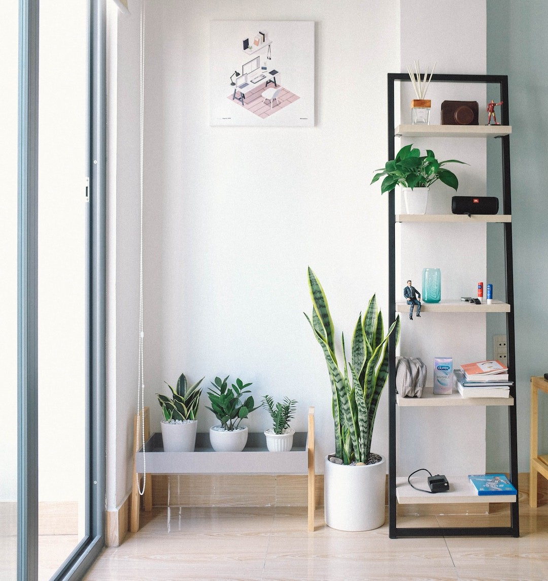 Plantas de interior para casas com pouca luz — idealista/news