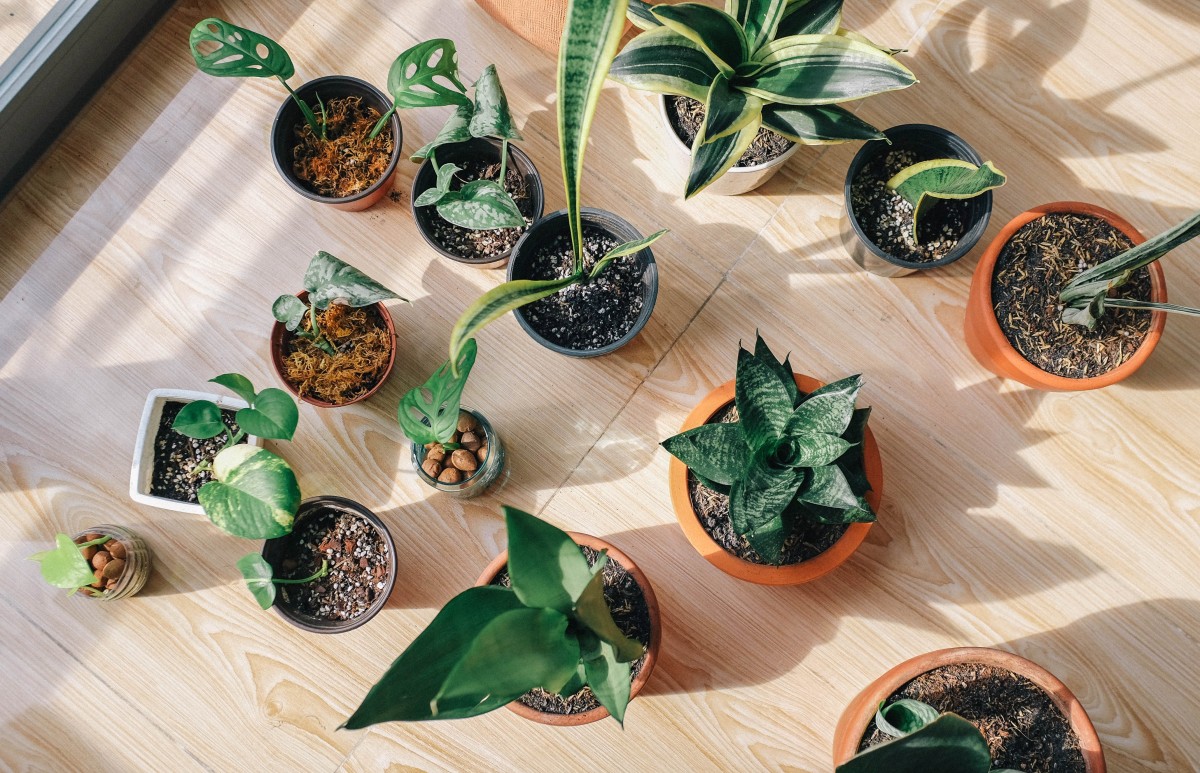 Plantas de interior
