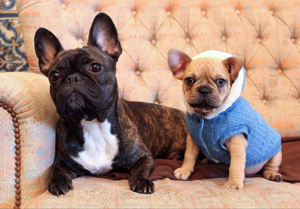 Cães para apartamento