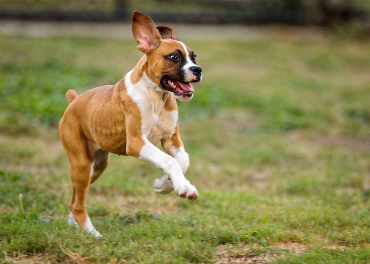 Cães a brincar