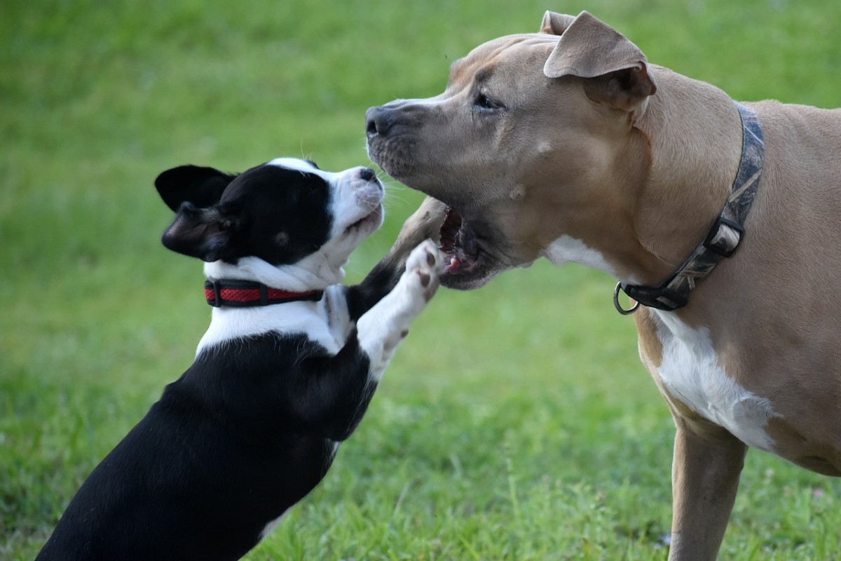 Escolher o tamanho do cão