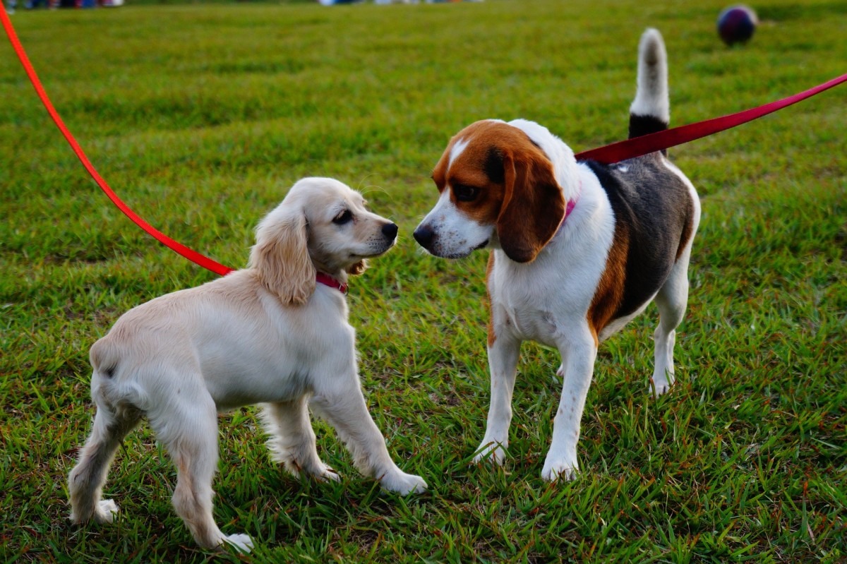Cães a interagir
