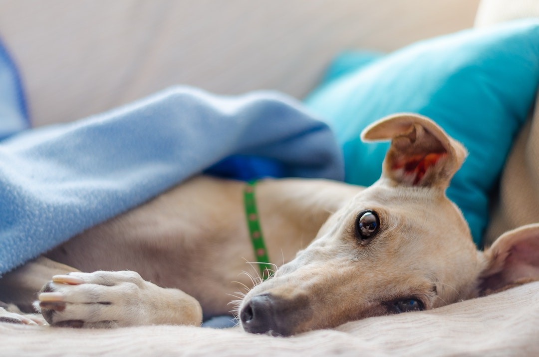 galgo afegão deitado com cobertor