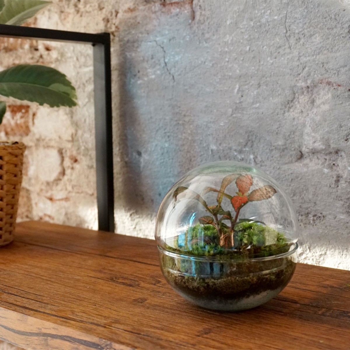terrários para plantas