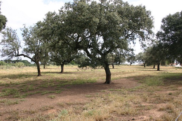Herdade dos Machados
