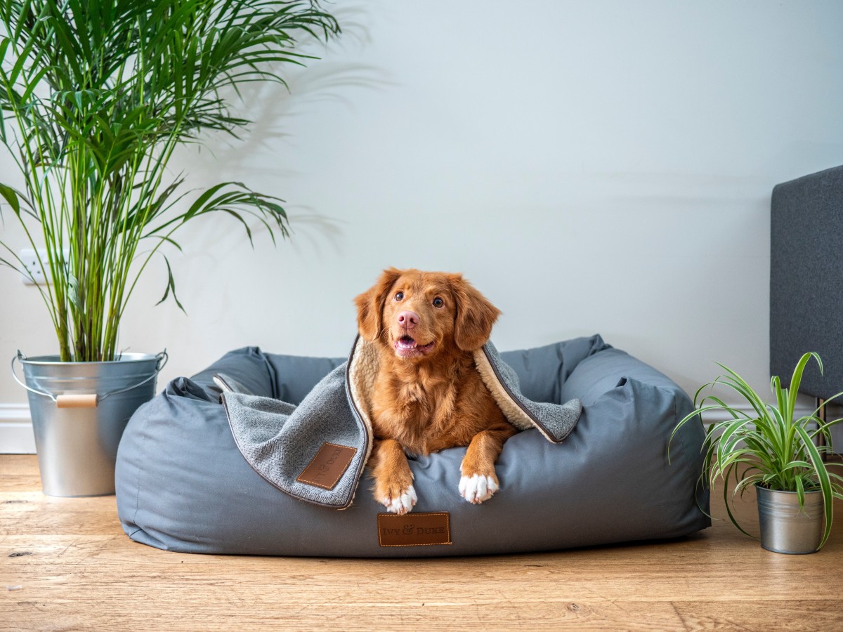 Cama para cão