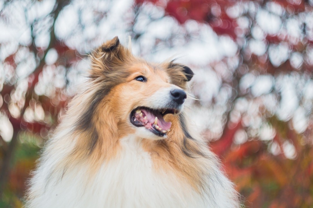 Rough collie - raça da Lassie