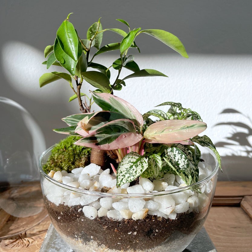 plantas