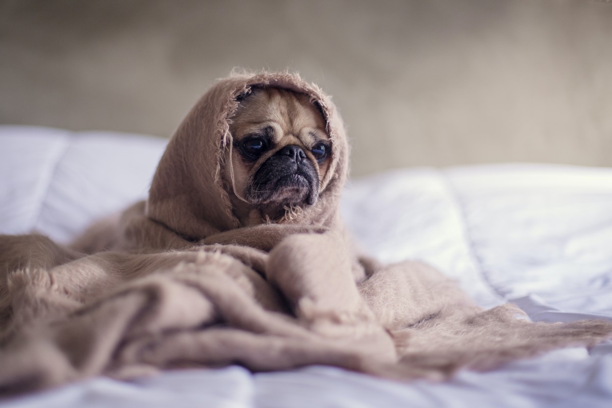 Pug para apartamento