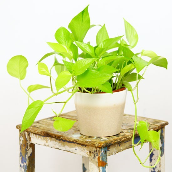 plantas