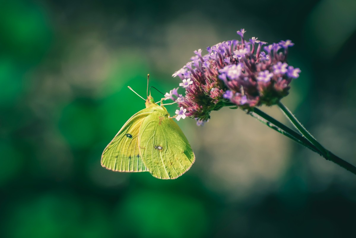 Sabias que há flores que florescem o ano todo?