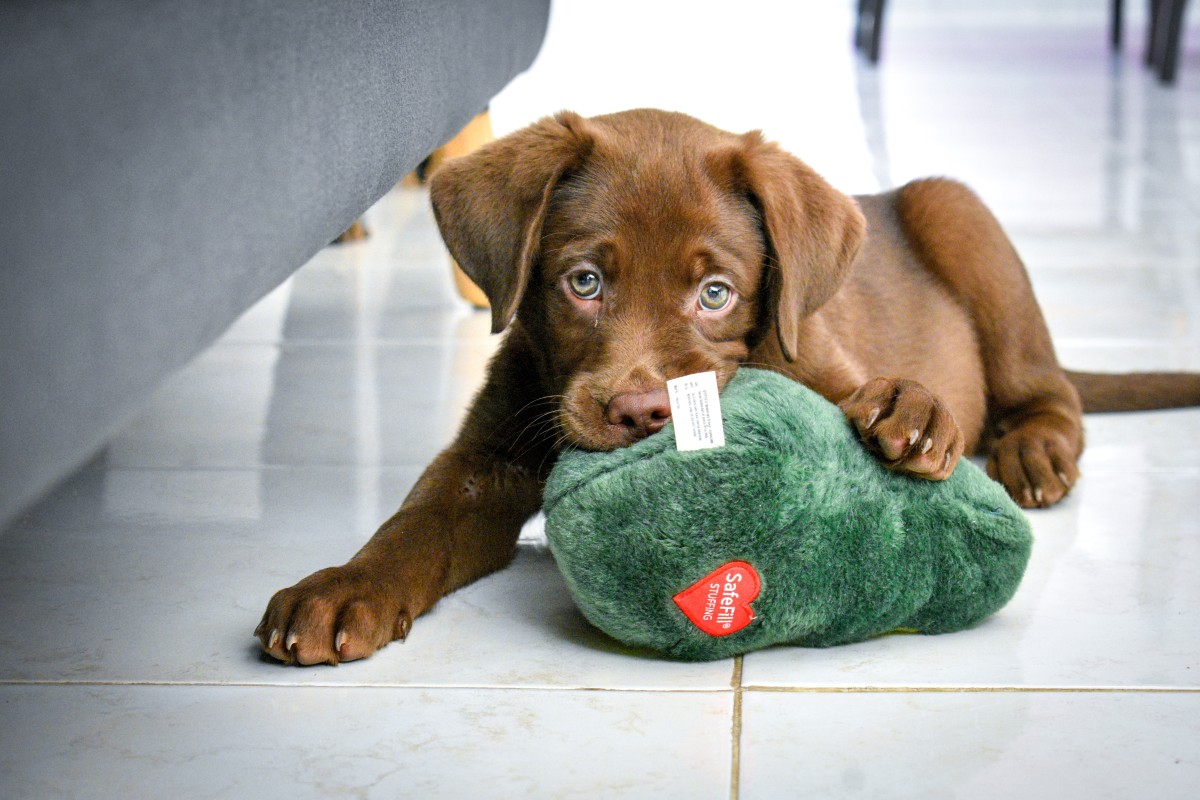 Cachorro labrador