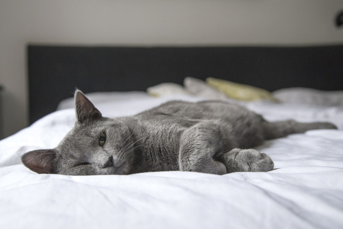 Gato relaxado