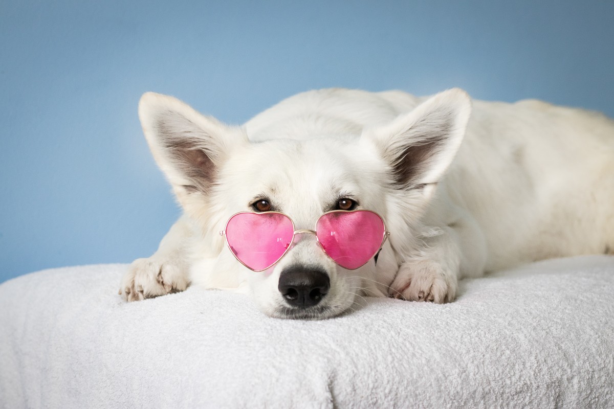 Cães relaxados