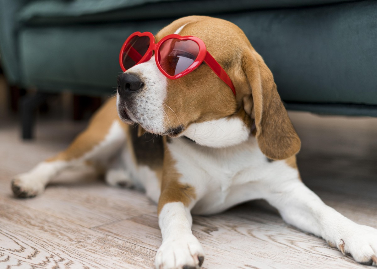 Cuidados com os animais no verão