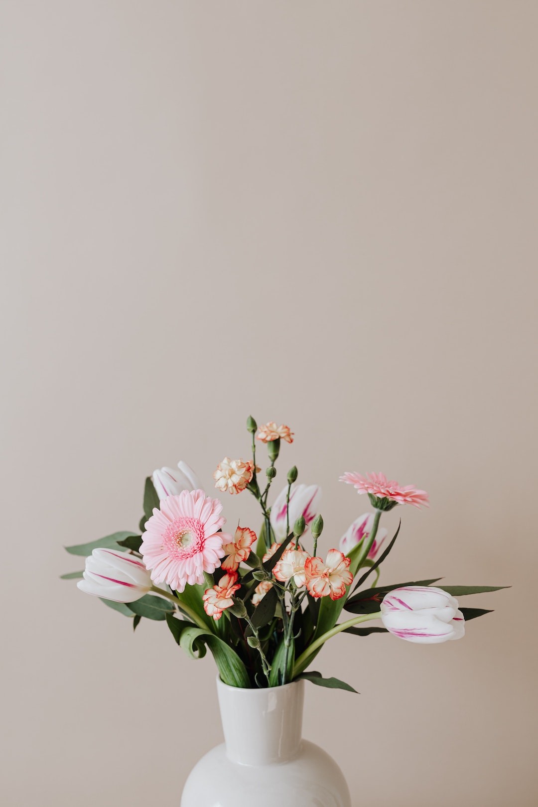 gerberas