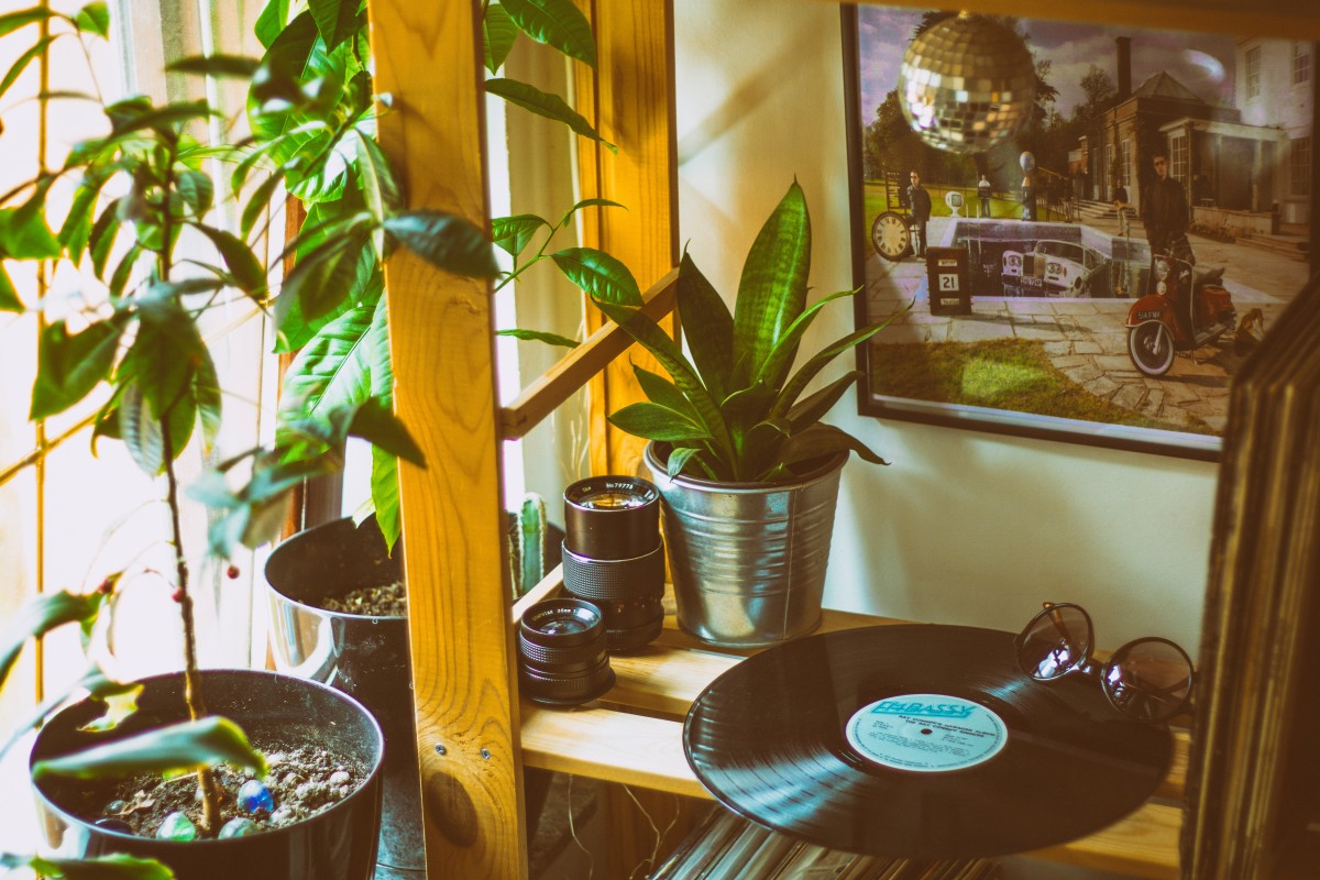 plantas