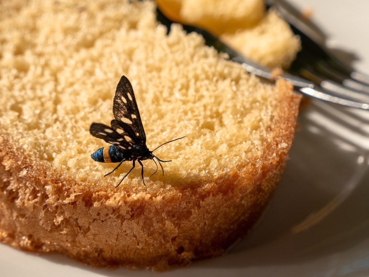 insetos na comida