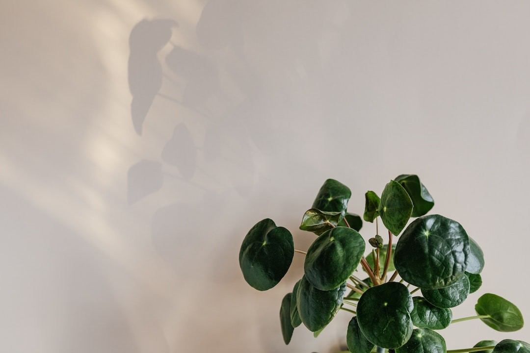 planta que filtra o ar