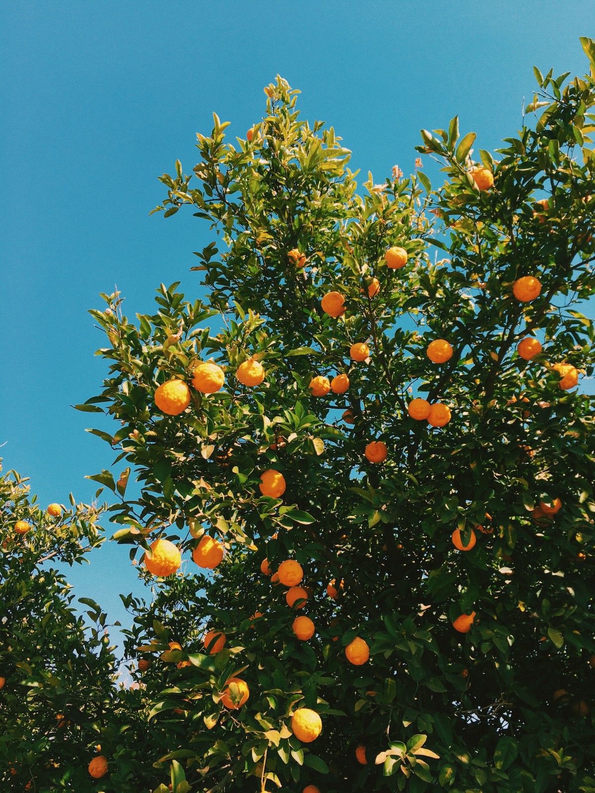 Sabias que existem plantas anti-mosquitos? Descobre as melhores opções