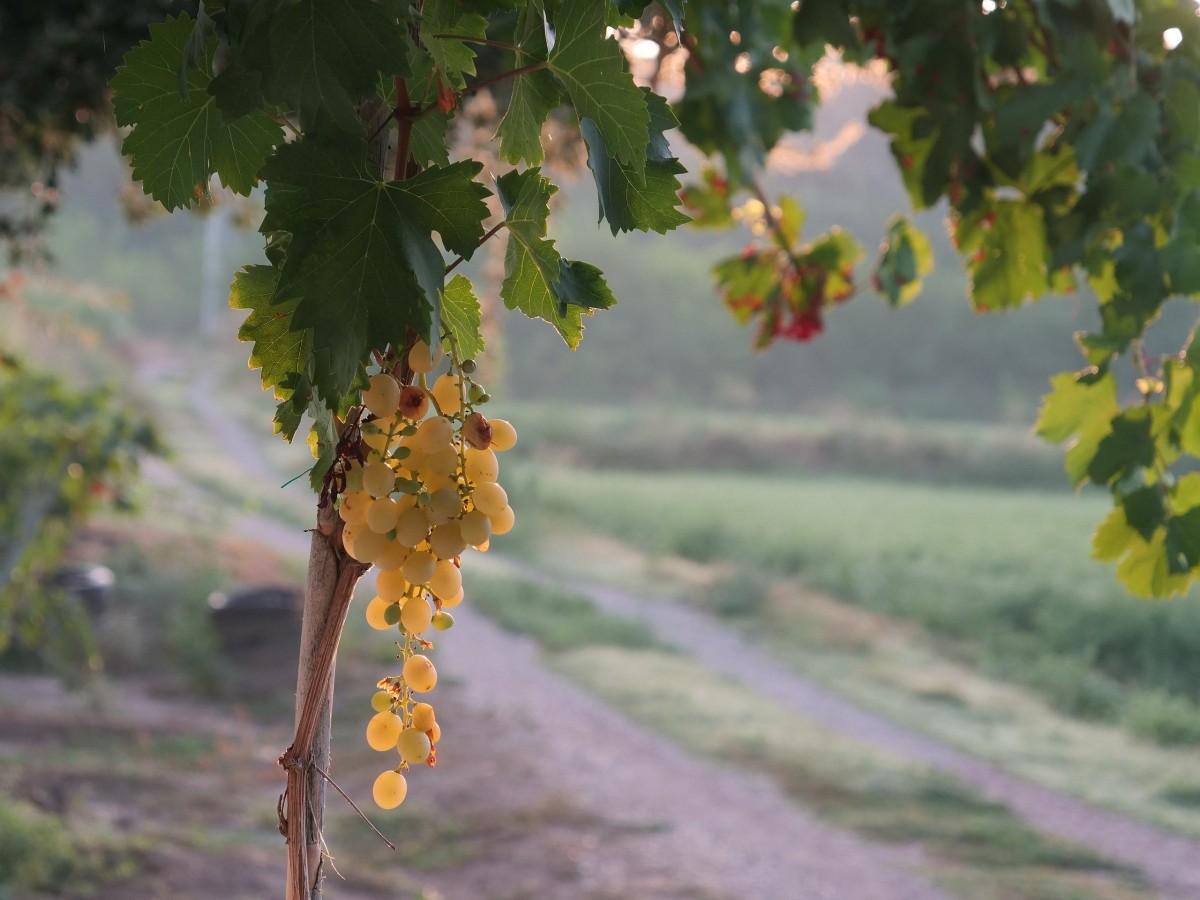 Moscatel grapes