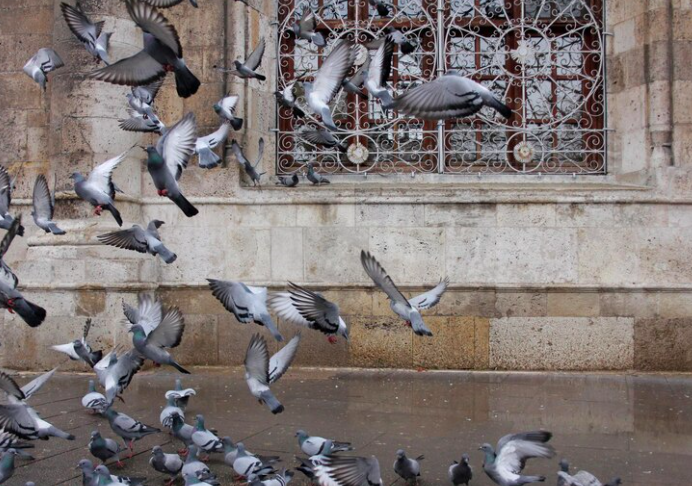 Como afugentar pombos: dicas e pacíficas com duração eterna