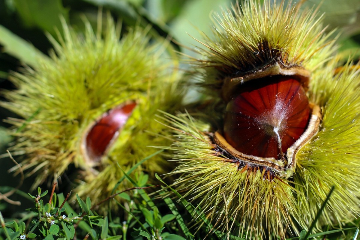 Produção de castanha