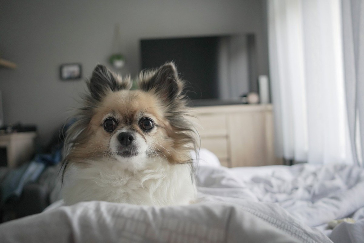 Cão em casa